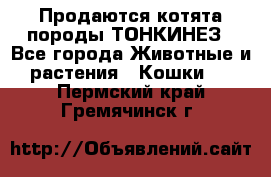 Продаются котята породы ТОНКИНЕЗ - Все города Животные и растения » Кошки   . Пермский край,Гремячинск г.